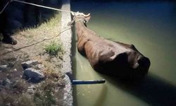 Adıyaman’da havuza düşen inek kurtarıldı