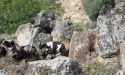Aydın’da kaybolan büyükbaş hayvanlar drone ile bulundu