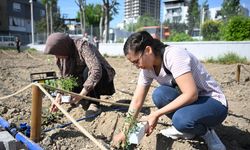 Bornova'da 52 kadın tohumlarla üretim yapıyo