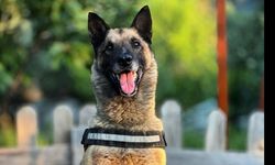 Kahraman köpek 'Bob' öldü