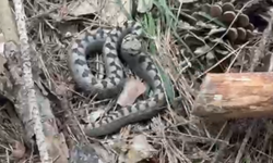 Nadir görülen zehirli boynuzlu engerek yılanı Bolu’da görüntülendi