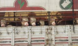 Salihli’de kurbanlık nakli yapan araçlara sıkı denetim