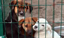 Yasa, AYM’den geçse de vicdanlardan geçmeyecek