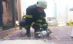 Balık ağına takılan kediyi itfaiye kurtardı