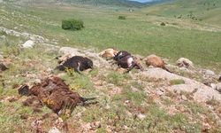 Gümüşhane’de yaylaya düşen yıldırım 18 koyunu telef etti