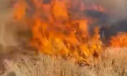 Şanlıurfa’da buğday tarlası küle döndü