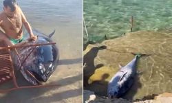 Çeşme’de kıyıya vuran orkinoslar için inceleme başlatıldı!