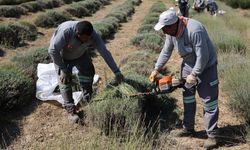 Lavanta bahçesinde hasat tamamlandı