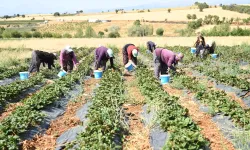 Coğrafi işaretli çileğin hasadı başladı