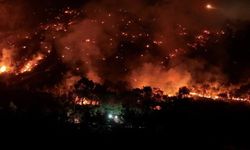 Çanakkale’de 8 bin hektar orman kül oldu