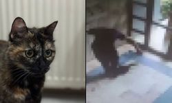 'Cezve' isimli kediyi vahşice katleden cani tutuklandı