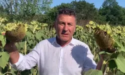 CHP’li Sarıbal’dan ayçiçeği üreticilerine destek çağrısı