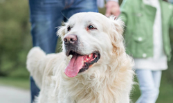 Gebe köpeği vuran saldırgan tutuklandı