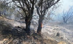 İzmir Seferihisar’da orman yangını çıktı