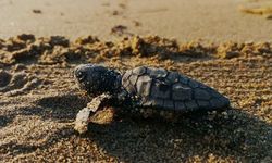 Kuşadası'nda caretta caretta yavruları sürpriz yuvadan çıktı