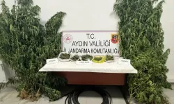Aydın Köşk’te kestane bahçesinde kenevir operasyonu: 1 tutuklama