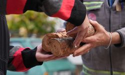 Budanan ağaçlar yuvaları ısıtıyor