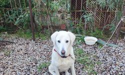 Datça'da köpeğe çarpan araç tepki çekti