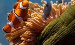 Okyanusların sessiz çığlığı İzmir'de