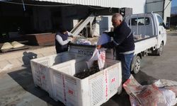 Turgutlu'nun zeytinlerinden 1500 litre bereket