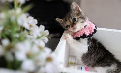 Yaşama ihtimali 'sıfır' olan Zero hayata tutundu