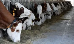 Aydın'da şap hastalığı alarmı: 17 mahalle karantinaya alındı