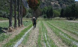 Ada bahçe yaz hasadına gün sayıyor