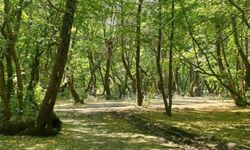 İzmir'de ormanlara giriş yasağı başladı