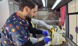 Sokaktaki canlar Büyükşehir'e emanet
