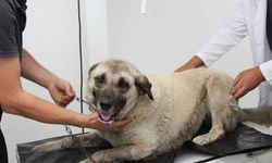 Giresun'da köpeği ezen sürücü gözaltına alındı