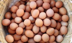 Salmonella alarmı: 306 kişi hastalandı