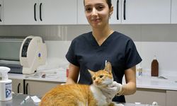 Kuşadası'nda patili can dostların sağlığı emin ellerde