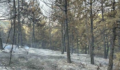 Uşak’taki orman yangını kısmen kontrol altına alındı