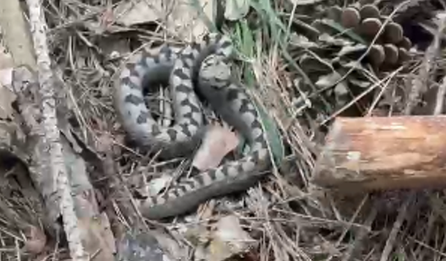 Nadir görülen zehirli boynuzlu engerek yılanı Bolu’da görüntülendi