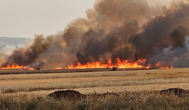Araban Ovası’nda 8 ayrı noktada 2 bin dönüm ekili alan yandı