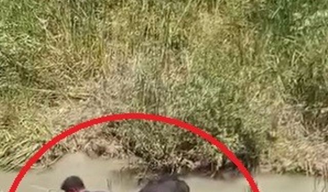 Bataklığa saplanan 3 büyükbaşı itfaiye kurtardı