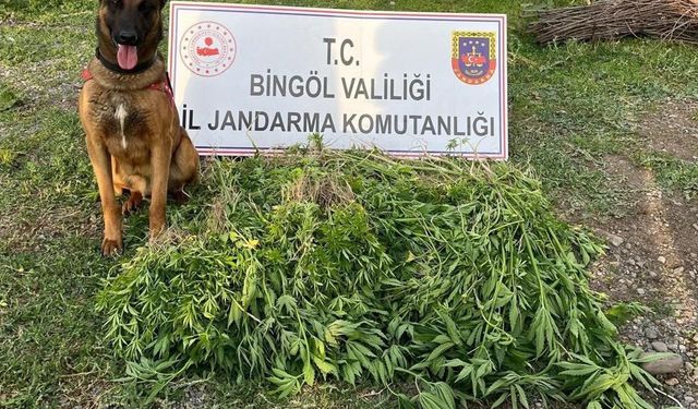 Bingöl’de 4 günde 14 bin 933 kök kenevir ele geçirildi