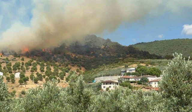 Bursa İznik’te büyük orman yangını