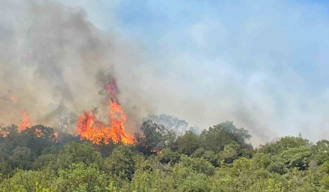 Bursa’da orman yangınlarının ardı arkası kesilmiyor