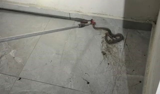 Elazığ’da apartmanda görülen yılan paniğe neden oldu