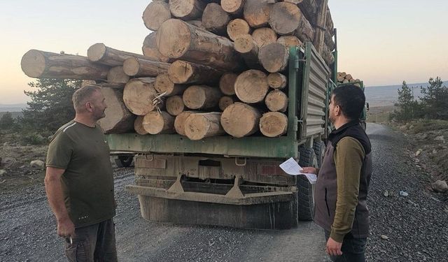 Kaçak ağaç kıyımına ağır ceza