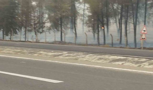 Şanlıurfa’da orman yangını: Alevlerin petrol istasyonuna sıçramaması için seferber oldular