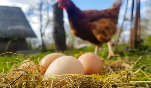Tavuk kesimi arttı, yumurta üretimi azaldı!