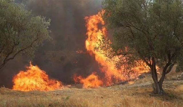 Manisa'daki yangın 20 saat sonra kontrol altında
