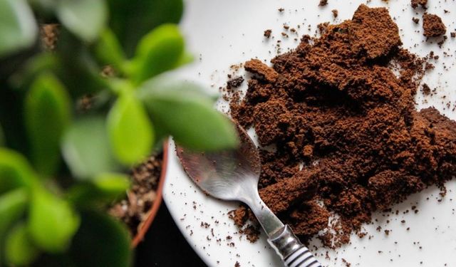 Kahve telvesi artık inşaatta kullanılacak