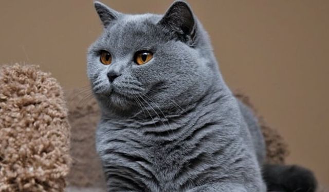 Kediler hakkında doğru sandığımız 4 yanlış