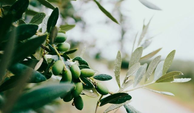 Aydın'da zeytinyağı fiyatları yükseldi