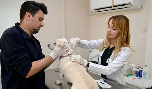 Evcil hayvanlarda mikroçip zorunluluğu