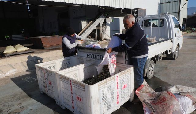 Turgutlu'nun zeytinlerinden 1500 litre bereket