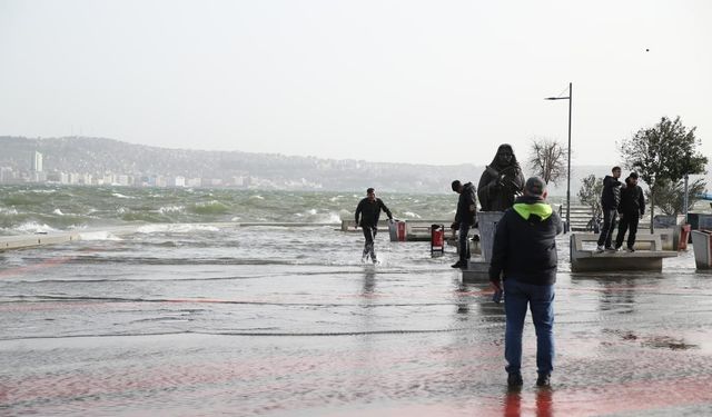 İzmir körfezi'ndeki midyelerde Hepatit A ve Norovirüs alarmı